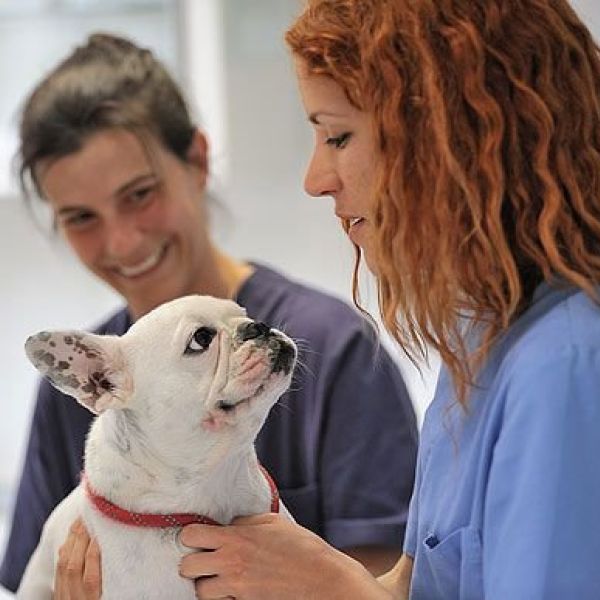 clínica veterinaria Martorell clínica veterinaria Martorell