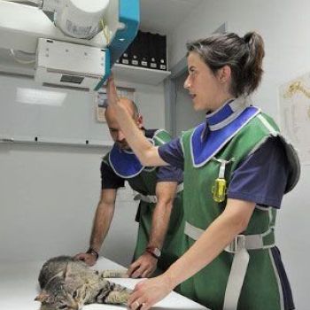 imagen Hospital Veterinari Martorell imagen Hospital Veterinari Martorell